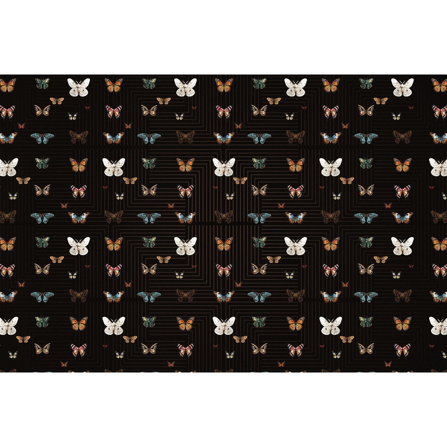 Graceful black butterfly wings on lea - "fauna" wallpaper mural-equal final