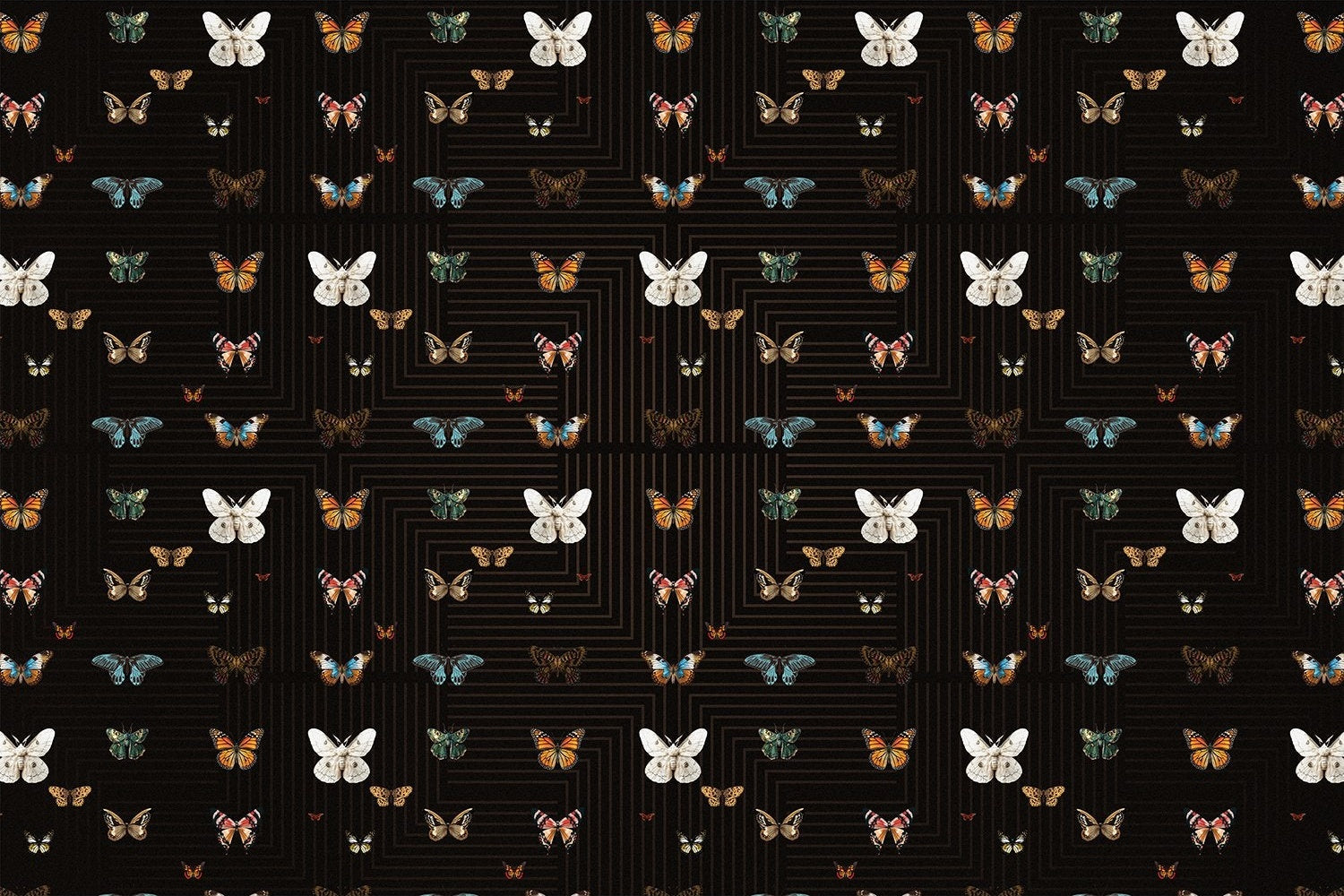 Graceful black butterfly wings on lea - "fauna" wallpaper mural-inequal final
