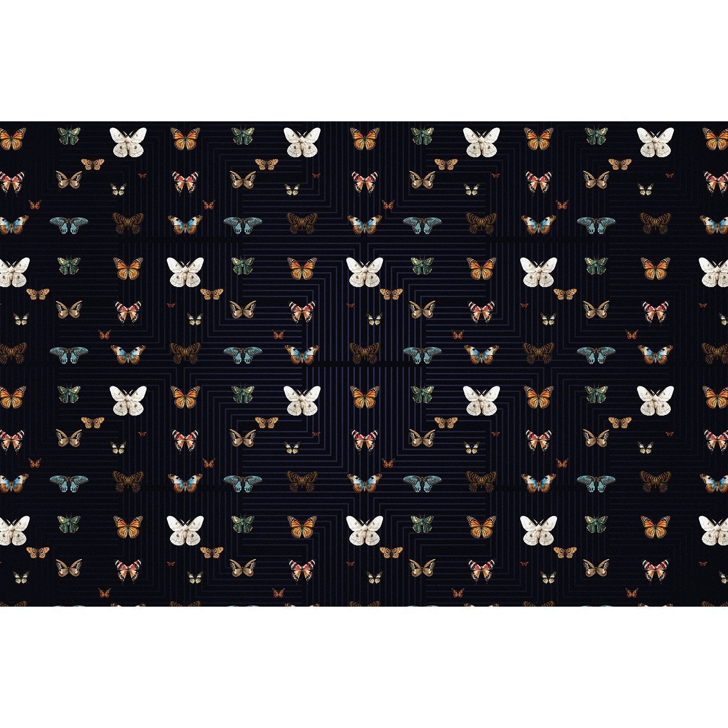 Graceful black butterfly wings on lea - "fauna" wallpaper mural-equal final