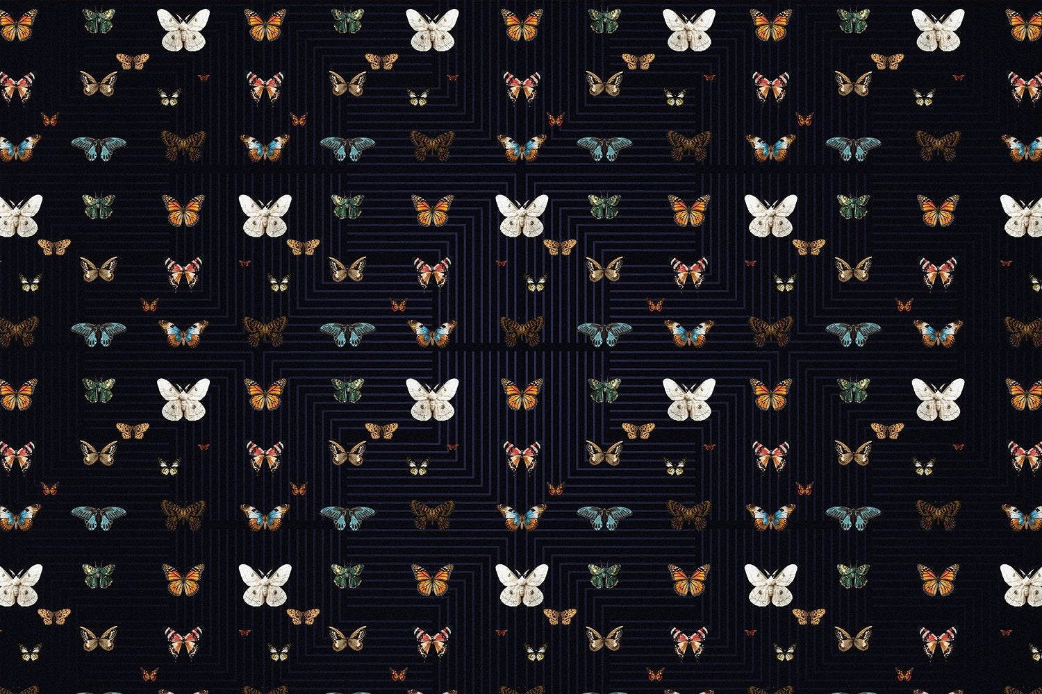 Graceful black butterfly wings on lea - "fauna" wallpaper mural-inequal final