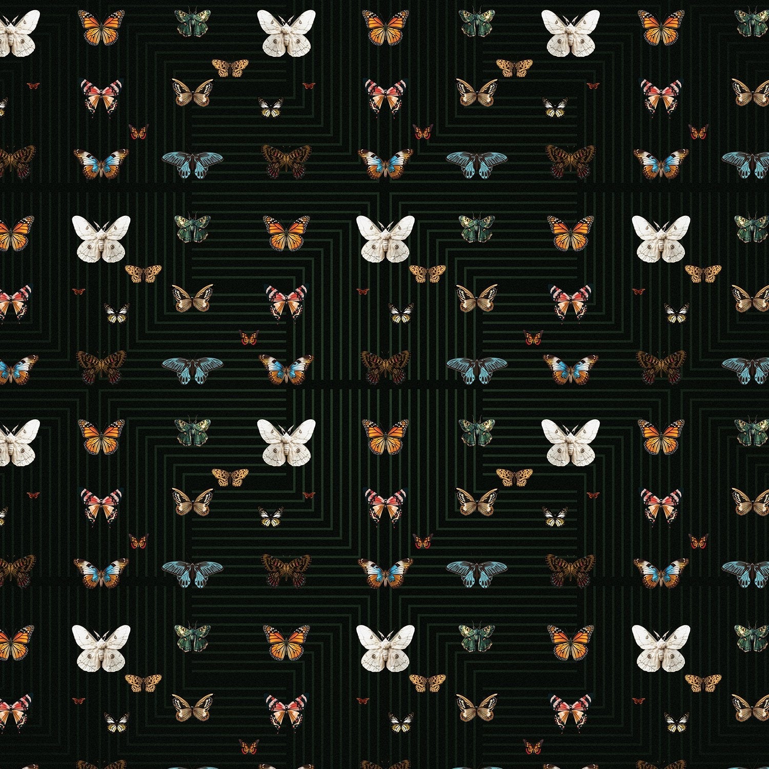Butterflies in various colors arranged on black background with geometric circuit board lines - view 19 - final