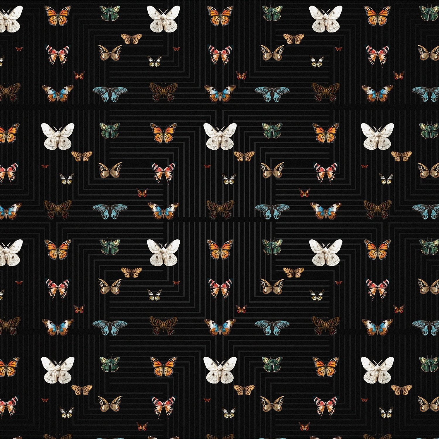 Butterflies in various colors arranged on black background with geometric circuit board lines - view 2 - final
