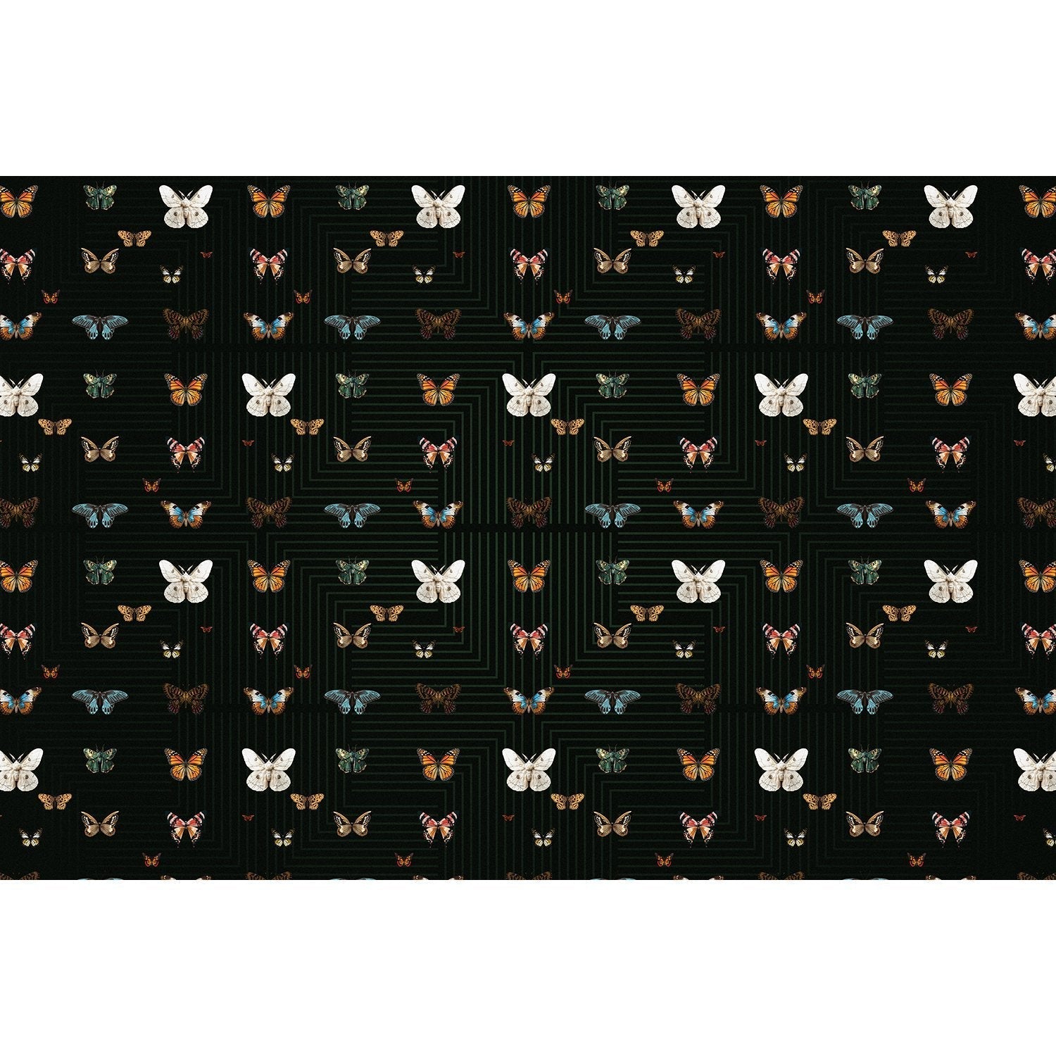 Graceful black butterfly wings on lea - "fauna" wallpaper mural-equal final
