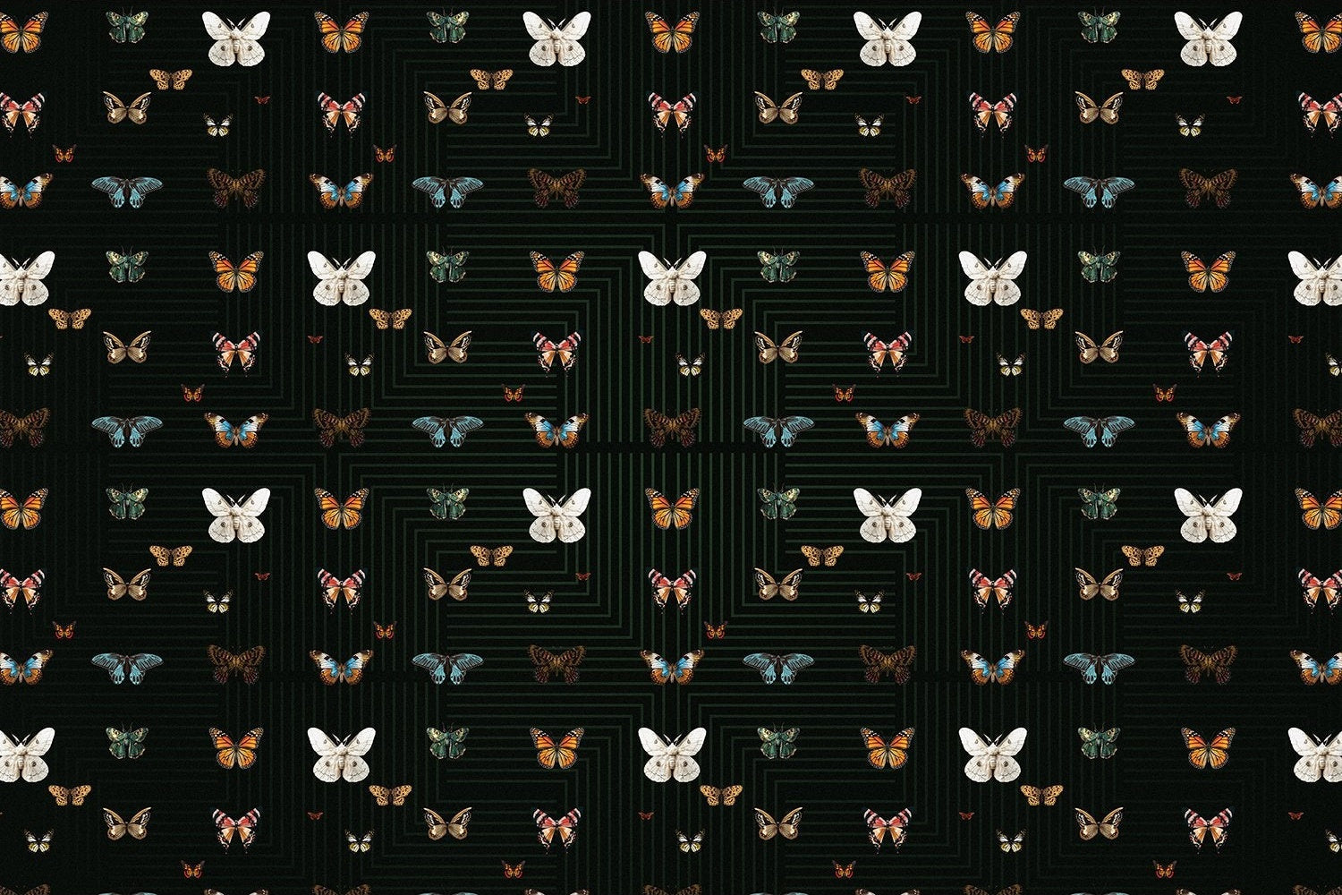 Graceful black butterfly wings on lea - "fauna" wallpaper mural-inequal final