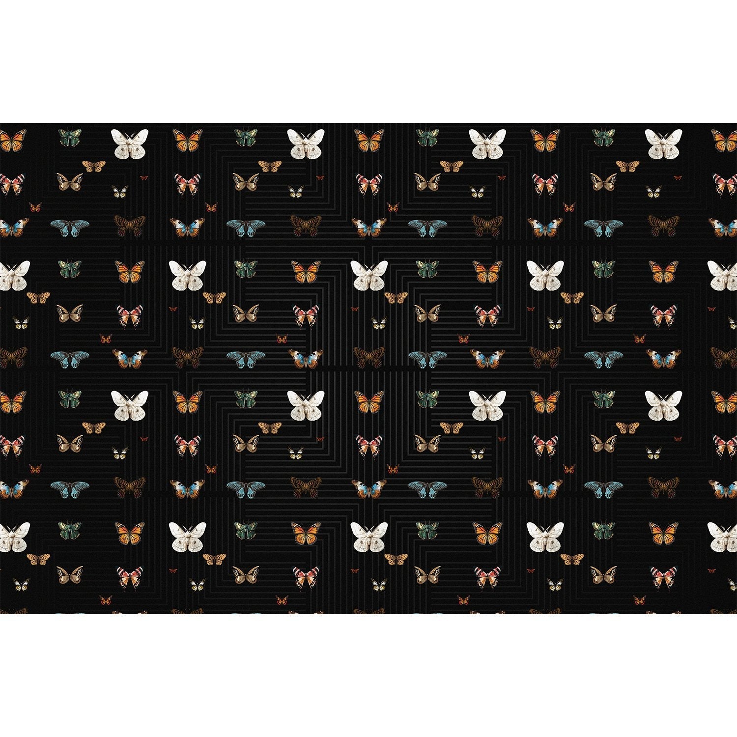 Graceful black butterfly wings on lea - "fauna" wallpaper mural-equal final