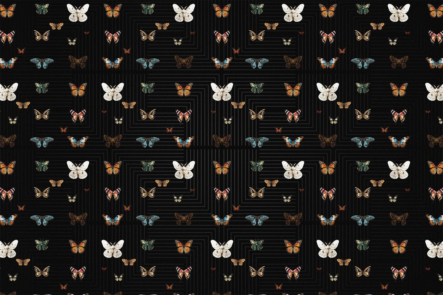 Graceful black butterfly wings on lea - "fauna" wallpaper mural-inequal final